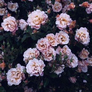 Meet your Posher, Elia